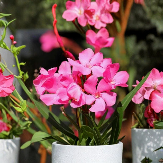 Pink Oleander Live Plant – Nerium oleander | 4–6 Inch Starter Plant | Pink Flowering Evergreen Shrub | Outdoor Garden Plant | No Pot
