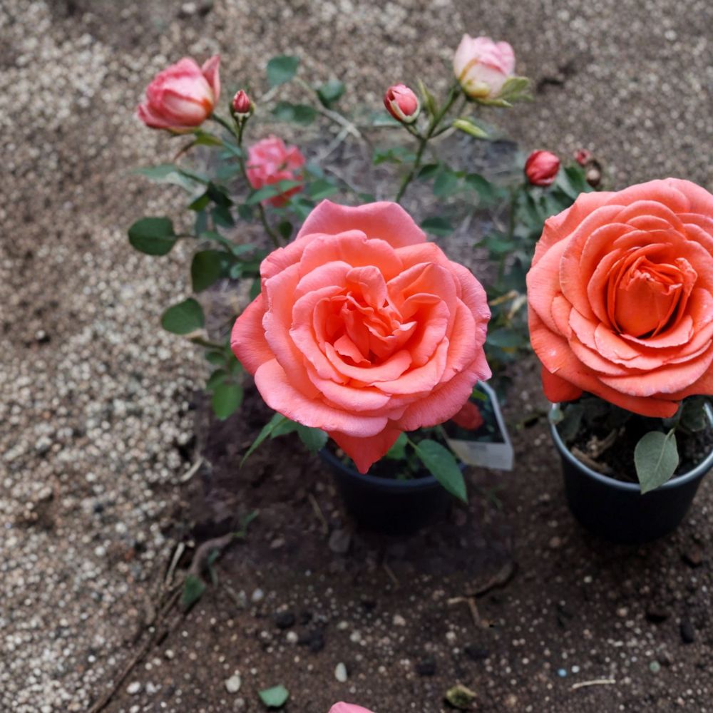 Tropicana Hybrid Tea Rose – Live Orange Rose Bush | 5 Gallon Size | Fragrant Hybrid Tea Rose Plant | Vibrant Garden Flower | Full Sun Shrub