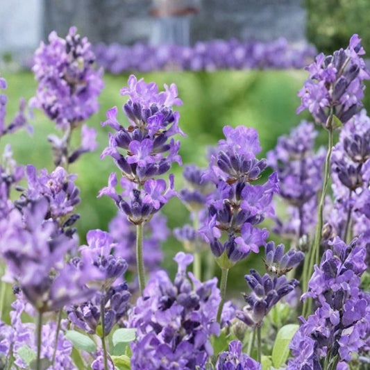 Lavender 'Provence' Live Plant Plugs | Set of 2 | 2–4 Inches Tall | Fragrant Herb | Garden & Container Friendly