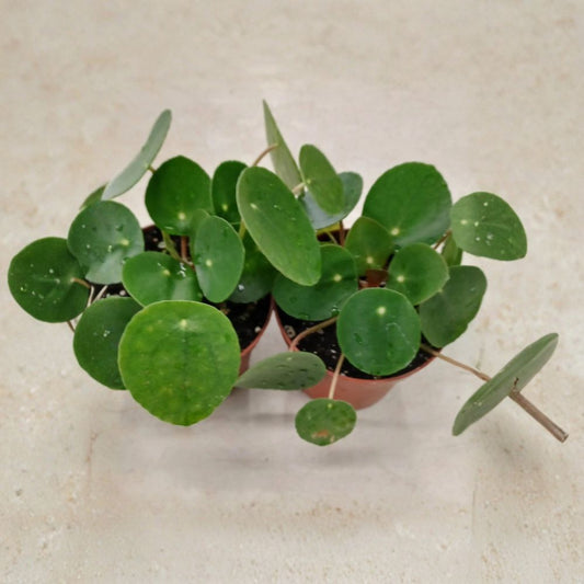 Live Chinese Money Plant – Pilea peperomioides | 4" Potted Houseplant | Round Green Leaves | Easy-Care Indoor Plant