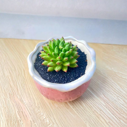 Echeveria 'Oracrium' Live Succulent Plant – Bare Root | Easy Care Indoor Plant | Well Established Succulent | No Pot