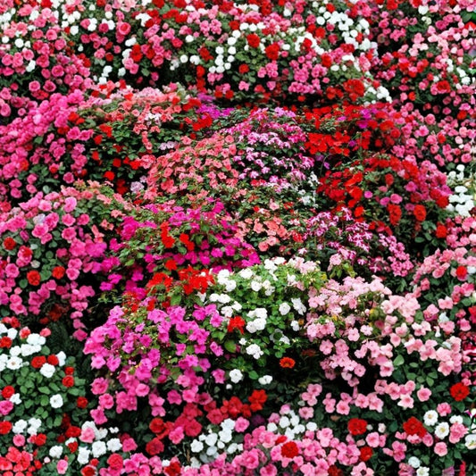 Random Impatiens Live Plants – Impatiens spp. | Set of 2 | 3–5 Inch Flowering Clumps | Mixed Color Blooms | Shade Garden & Patio Container Flowers | USDA Zones 2–11