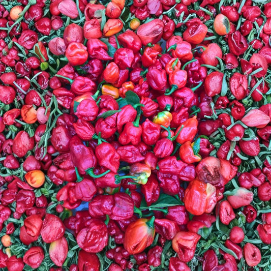 Trinidad Moruga Scorpion Pepper Live Plants – 3 Pack | 75+ Day Old Established Plants | 2,000,000+ SHU Super Hot Pepper | Organic Grown
