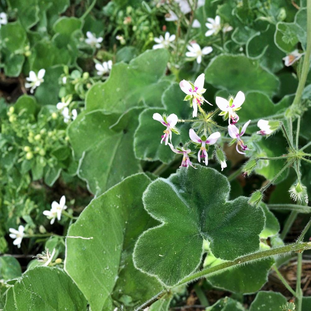 Fuzzy Chocolate Mint Scented Pelargonium Geranium Live Cuttings – 3 Pack | 6+ Inches Long | Rare Fuzzy Leaf Geranium | Fragrant Tropical Plant | Pink & White Flowers