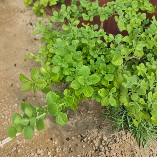 Vicks Plant – Live Rooted Plectranthus tomentosa | Fragrant Succulent Herb | 6–14 Inch Starter | No Pot | Easy Care Plant