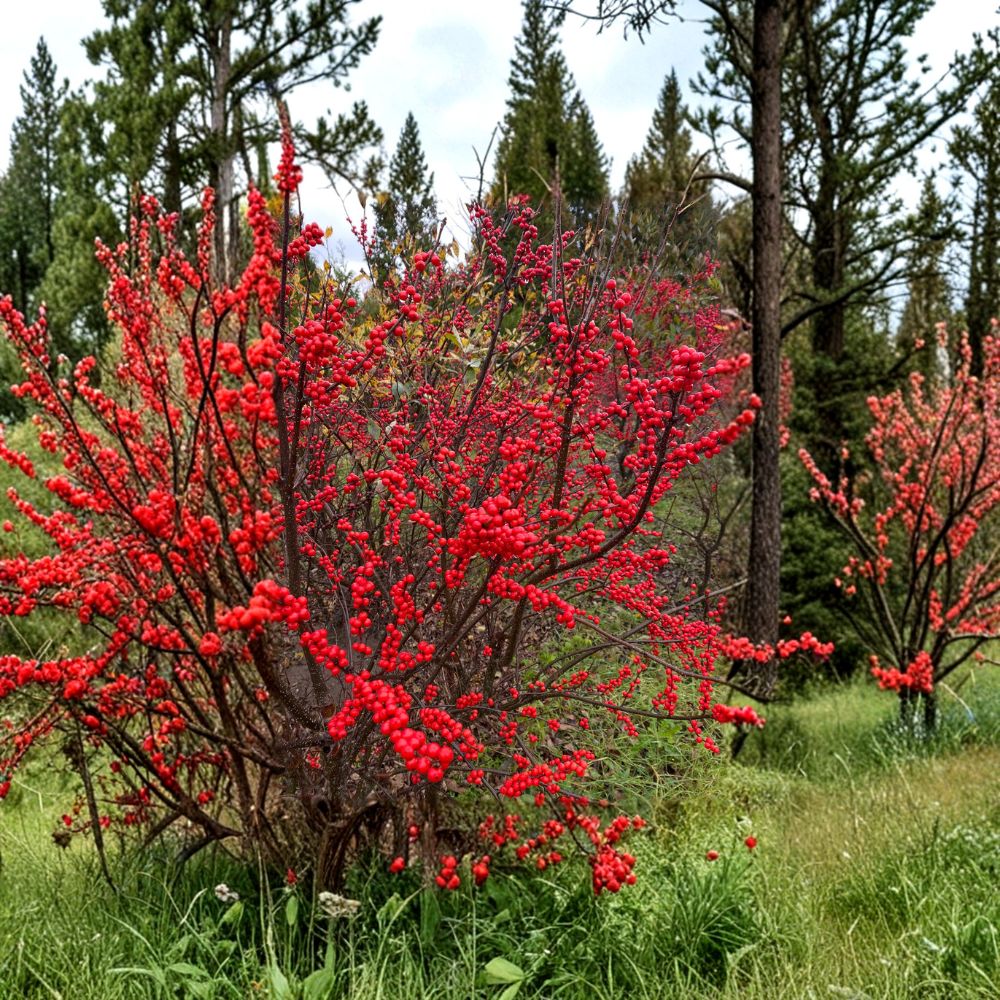 Ilex verticillata 'Winter Red' – Winterberry Holly Live Plant | 1 Gallon Pot Size | Bright Red Winter Berries | Native Deciduous Shrub | Landscape Favorite