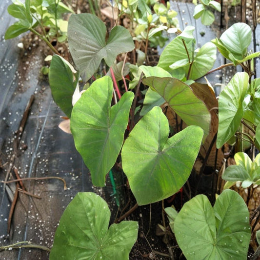 Fontanesii Colocasia – Live Elephant Ear Plant | 3–5 Inch Starter | Tropical Foliage Plant | 4 Inch Nursery Size | No Pot