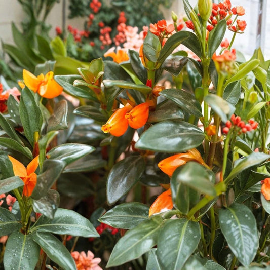 Live Goldfish 'Orange' Plant – 3–6 Inches Tall | 3–4 Inch Pot | Trailing Houseplant | Bright Orange Blooms | Hanging Basket Ready