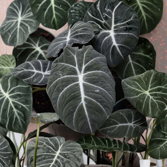 Set of 2 Black Velvet Alocasia Live Plants – 4–6 Inch | Alocasia reginula ‘Black Velvet’ | Rare Aroid Houseplant | Ships Without Pot | Collector Plant