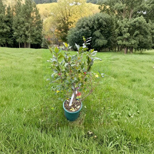Ilex verticillata 'Kennebago' – Dwarf Red Fruit Winterberry Live Shrub | 2 Gallon Pot Size | Includes Nursery Pot Native Deciduous Shrub | Landscape & Garden Friendly | Easy to Grow