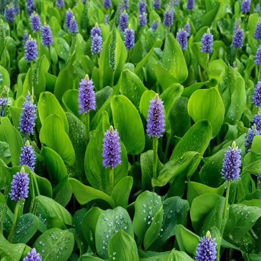 Pickerel Rush Live Pond Plant – Pontederia cordata | Includes Nursery Pot | Purple Flowering Aquatic Marginal | Hardy Water Garden Plant | Easy to Grow