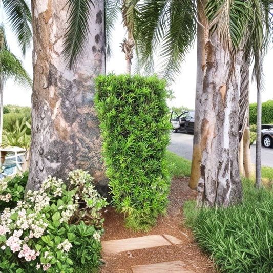 Upright Shrubby Yew Podocarpus Macrophyllus Live Plant – 2.5 QT | Evergreen Privacy Screen | Japanese Yew | Hedge & Topiary Plant | Zones 7–11