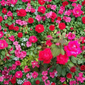 Double Knock Out® Red Rose Live Plant – 1 Gallon Size | Disease Resistant Rose Bush | Vibrant Red Blooms | Easy Care Landscape Rose | Includes Rooted Live Plant
