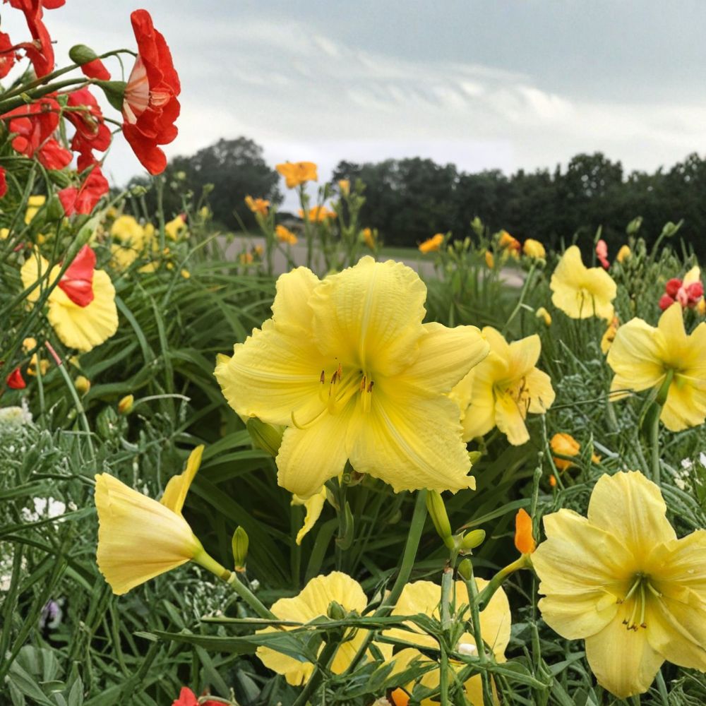 Hemerocallis 'Big Time Happy' Daylily – 3 Bare Root Plants | Grade #1 Roots | Lemon Yellow Reblooming Flowers | Hardy Perennial | Easy to Grow