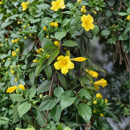 Carolina Jessamine Live Plant – Gelsemium sempervirens | 1 Foot+ Fully Rooted Plant | Yellow Trumpet Flowers | Evergreen Climbing Vine | Hummingbird & Butterfly Plant | USDA Zones 7–9