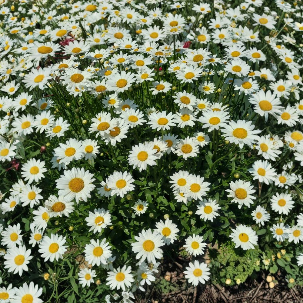 Shasta Daisy – 15 Bare Root Live Plants | White Perennial Flowers | Organically Grown | Hardy Garden Favorite