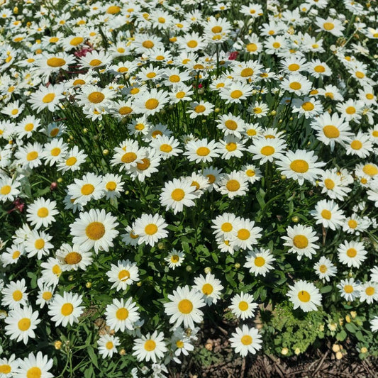 Shasta Daisy – 15 Bare Root Live Plants | White Perennial Flowers | Organically Grown | Hardy Garden Favorite