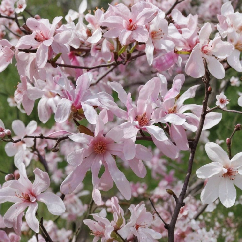 Leonard Messel Magnolia Live Plant – Magnolia ‘Leonard Messel’ | 3.5 Inch Pot | Pink & White Spring Blooms | Deciduous Shrub or Small Tree | Zones 4–9