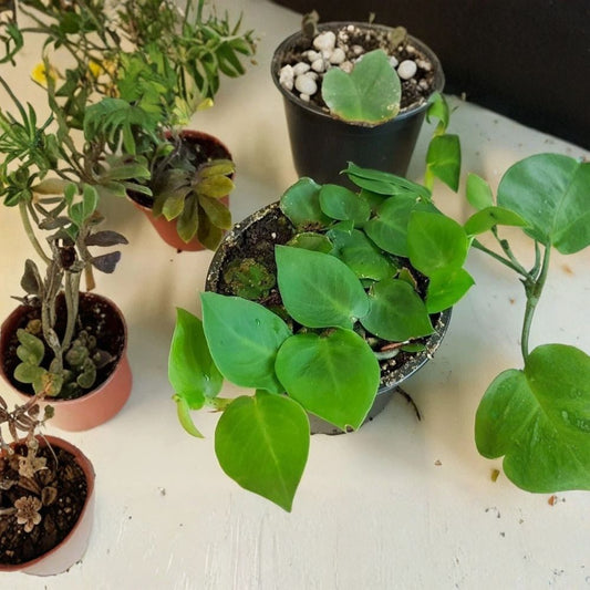 Live Rhaphidophora Hayi Shingle Plant – 4" Potted Aroid | Rare Climbing Houseplant | Shingling Foliage | Indoor Tropical Plant