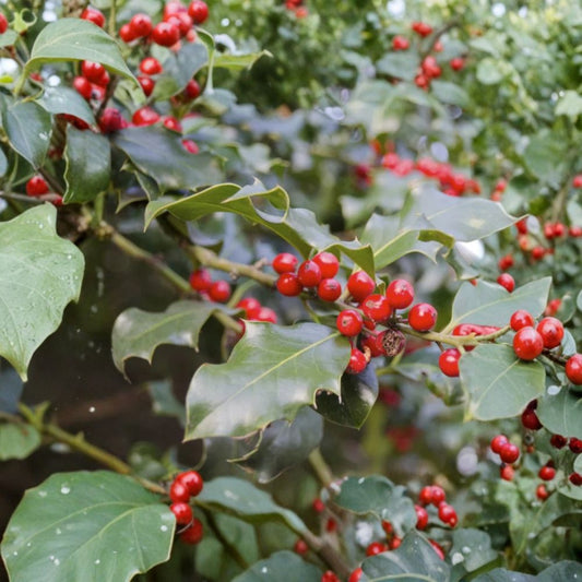 Foster Holly Live Plant – 6–12 Inch Seedling | Quart Pot | Evergreen Shrub | Glossy Green Foliage | Red Berries