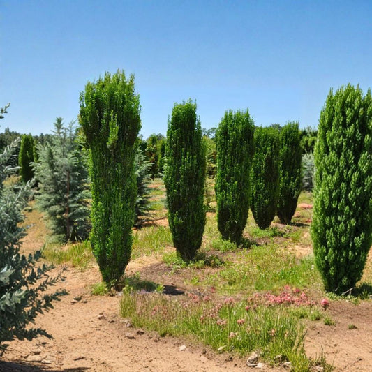 Sky Pencil Holly Live Plant – 6–12 Inch | Quart Pot | Evergreen Upright Holly Shrub | Narrow Columnar Growth | Garden Border & Patio Plant