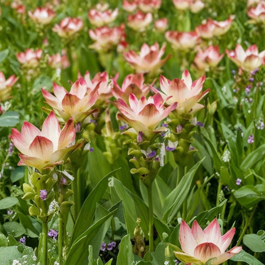 Curcuma ‘Siam Solar’ – Live Tropical Flowering Ginger Plant | 4–6 Inch Starter | Ornamental Foliage | Shade Loving Ginger | No Pot