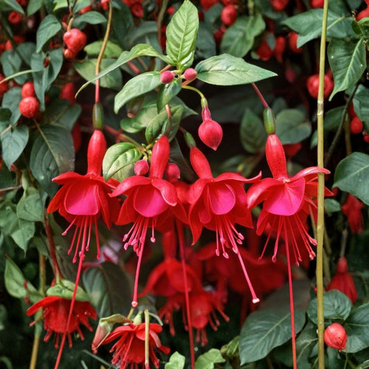 Fuchsia Live Plants 3 Pack – 6 Inch Pots | Choose from 15+ Varieties | Colorful Flowering Fuchsia | Hanging Basket & Patio Plants | Shade Garden Favorite