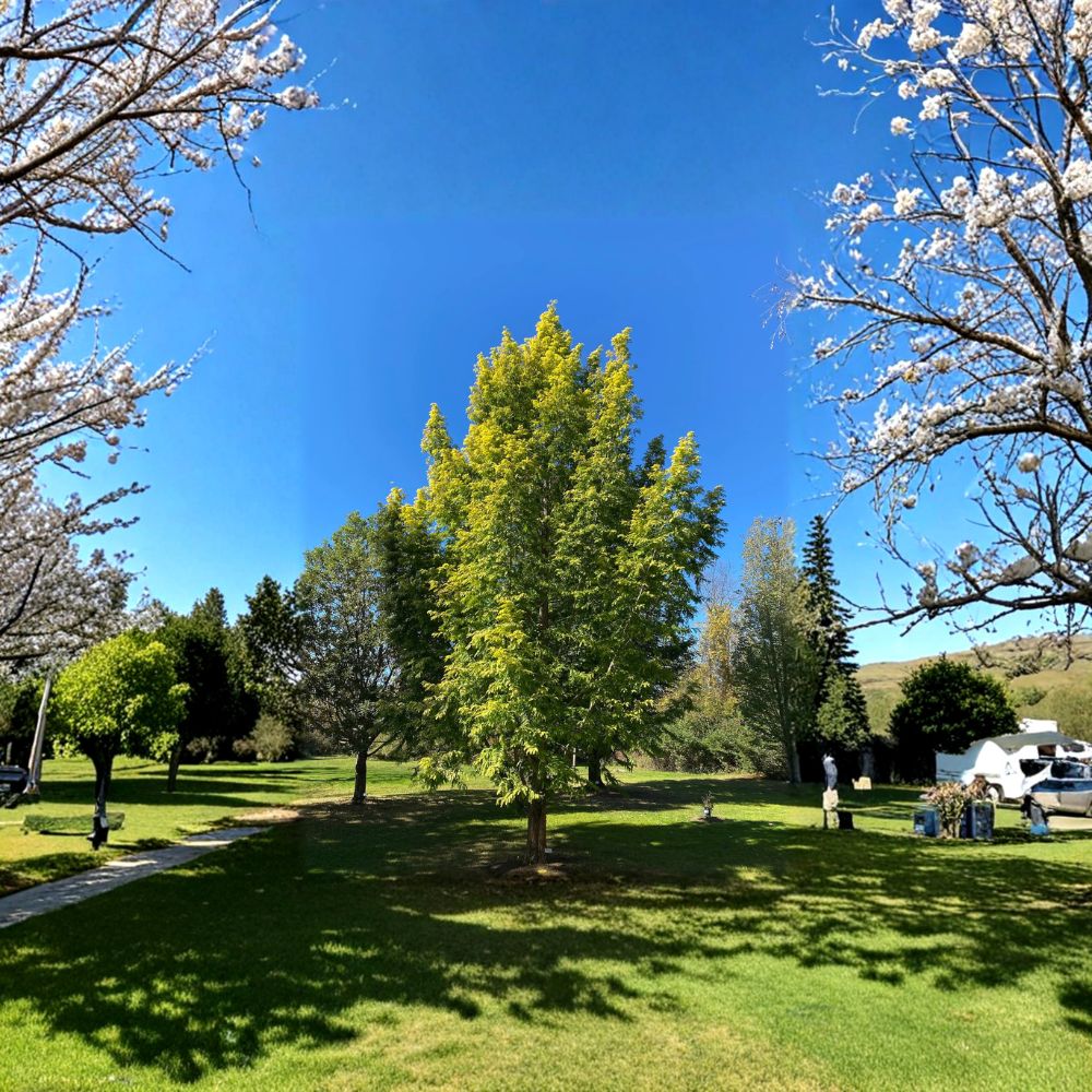 Metasequoia glyptostroboides 'Ogon' – Dawn Redwood Tree Live Graft | 10 Inches Tall | Includes Nursery Pot Golden Foliage Conifer | Landscape & Garden Friendly | Easy to Grow