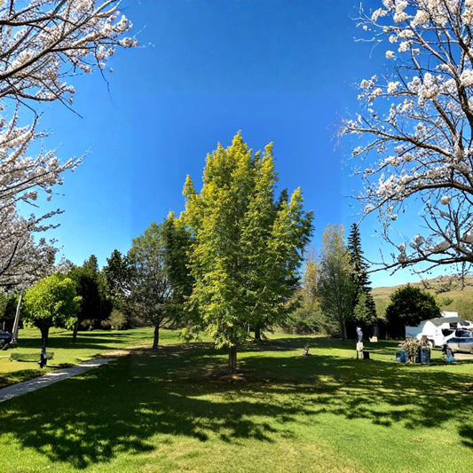 Metasequoia glyptostroboides 'Ogon' – Dawn Redwood Tree Live Graft | 10 Inches Tall | Includes Nursery Pot Golden Foliage Conifer | Landscape & Garden Friendly | Easy to Grow