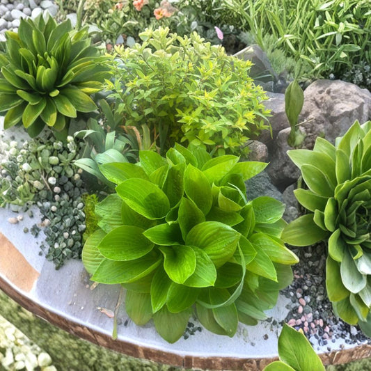 Green Hosta – 3 Live Plants | Hardy Perennial | Lush Shade Garden Foliage | Easy to Grow