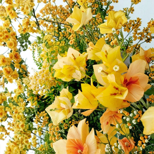 Live Gold Bougainvillea Starter Plant – 3" Potted Plant | Well-Rooted Tropical Flowering Plant | Bougainvillea Starter | Gold Variety