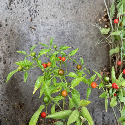 Chiltepin Hot Pepper Live Plant – Organic Starter | Capsicum annuum | 3.5 Inch Pot | Rare Wild Chili | Non-GMO | Perennial Pepper