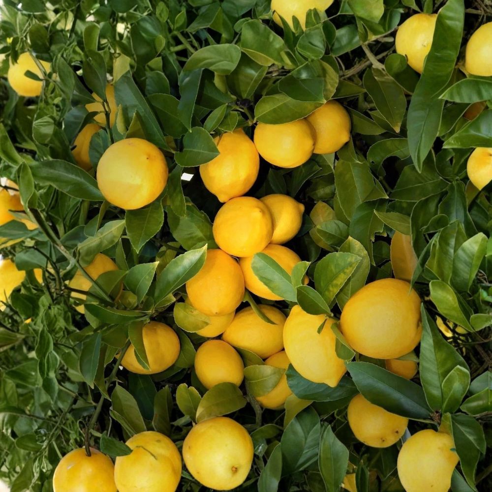 Improved Meyer Lemon Tree Live Plant – Citrus × meyeri | 3+ Inches Tall | Semi Bare Root Seedling | Edible Citrus Fruit Tree