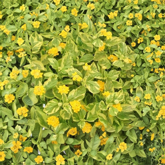 Variegated Lantana 'Samantha' Live Plant – Healthy Starter Plug | Yellow Blooms | Pollinator Garden Favorite | Heat & Drought Tolerant