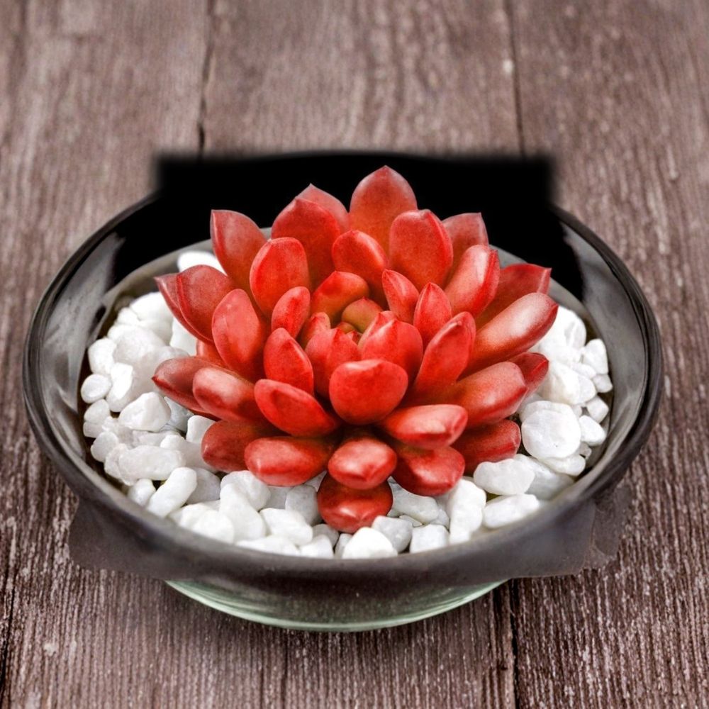 Echeveria Pink Rubby Live Succulent – 2 Inch Starter Plant | Ships Bare Root | Rare Rosette Succulent | Easy to Grow