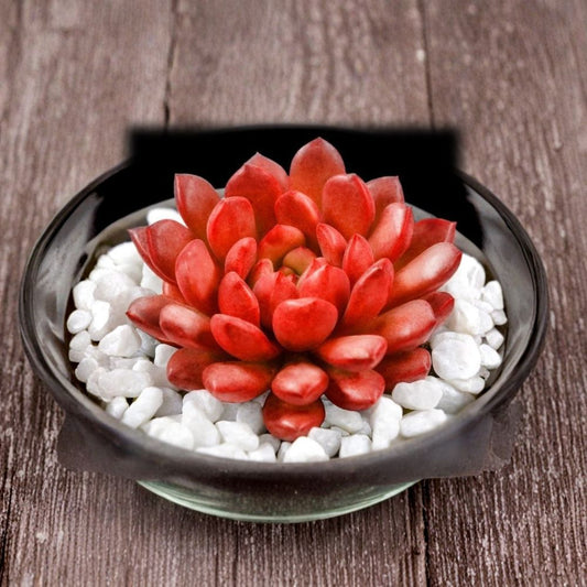 Echeveria Pink Rubby Live Succulent – 2 Inch Starter Plant | Ships Bare Root | Rare Rosette Succulent | Easy to Grow