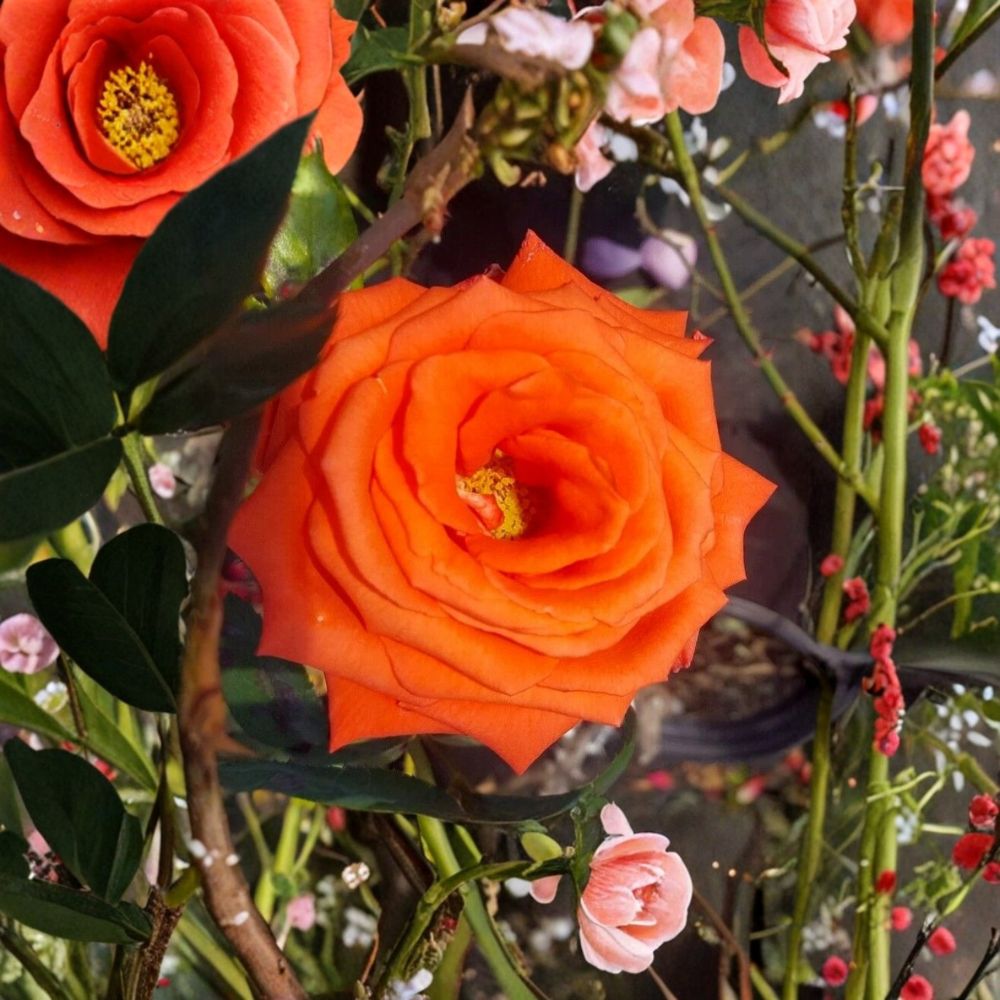 MARINA Floribunda Rose – Live Everblooming Rose Bush | 2 Gallon Plant | Salmon Orange Blooms | Floribunda Rose Shrub | Full Sun Garden Favorite