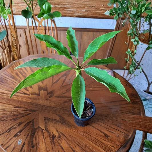 White Plumeria Frangipani Live Plant – Rooted Established Plant | 14–16 Inch | White Flowers with Yellow Centers | Tropical Outdoor & Indoor Plant