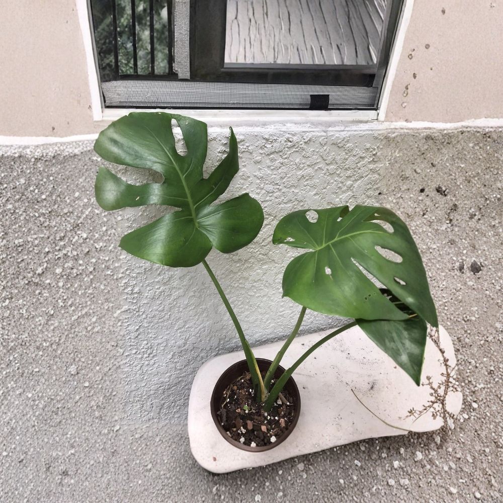 Monstera deliciosa Live Plant – Small Swiss Cheese Plant | Tropical Indoor Houseplant | Easy Care Foliage Plant | Aroid Plant
