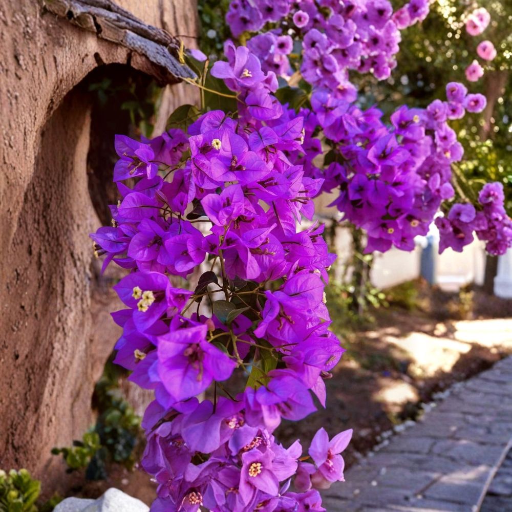 Royal Purple Bougainvillea Live Plant | 3 Inch Pot | Tropical Flowering Vine | Patio & Garden Friendly