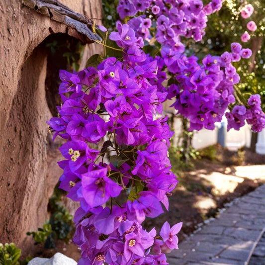 Royal Purple Bougainvillea Live Plant | 3 Inch Pot | Tropical Flowering Vine | Patio & Garden Friendly