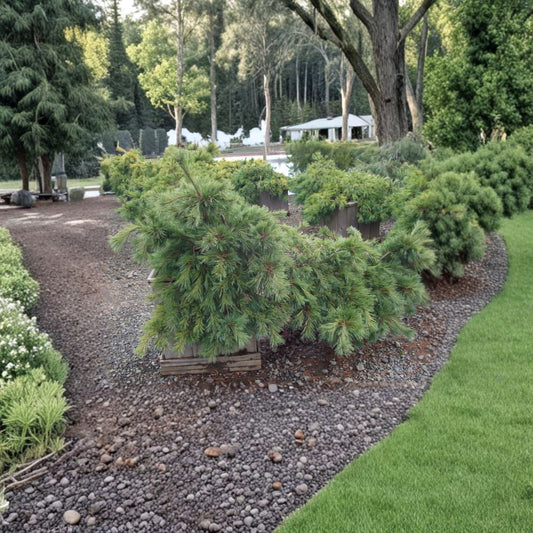 Pinus strobus 'Niagara Falls' – White Pine Live Plant | 12 Inches Tall | Includes 1 Gallon Pot | Weeping Evergreen Conifer | Cascading Landscape Specimen