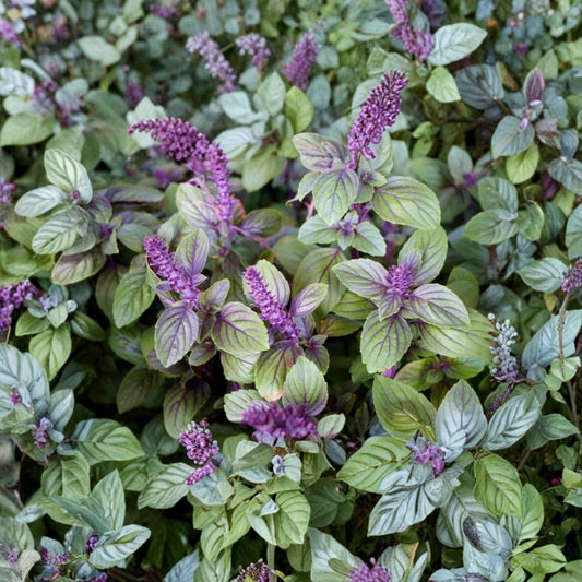 African Blue Basil Live Plants – 4 Pack | Fragrant Basil Herb | 3–6 Inch Tall | Indoor & Outdoor Herb Plant | Live Basil