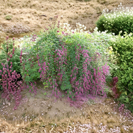 Little Volcano Bush Clover Live Plant – Lespedeza thunbergii 'Little Volcano' | 8–10 Inches Tall | Starter Plant | Purple Fall Blooming Shrub