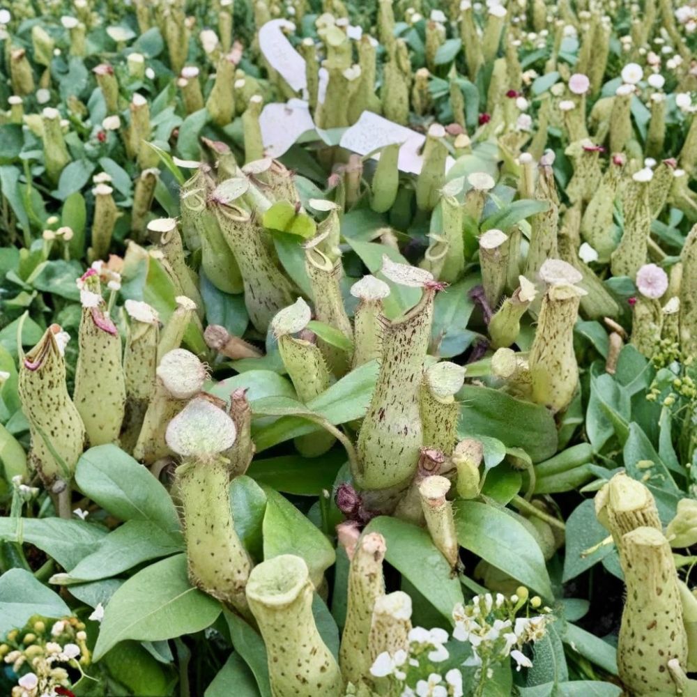 Nepenthes Dyeriana Live Pitcher Plant – Nepenthes × Dyeriana | 2 Inch Pot | Tropical Carnivorous Plant | Rare Hybrid | Insect-Eating Houseplant | Beginner Friendly