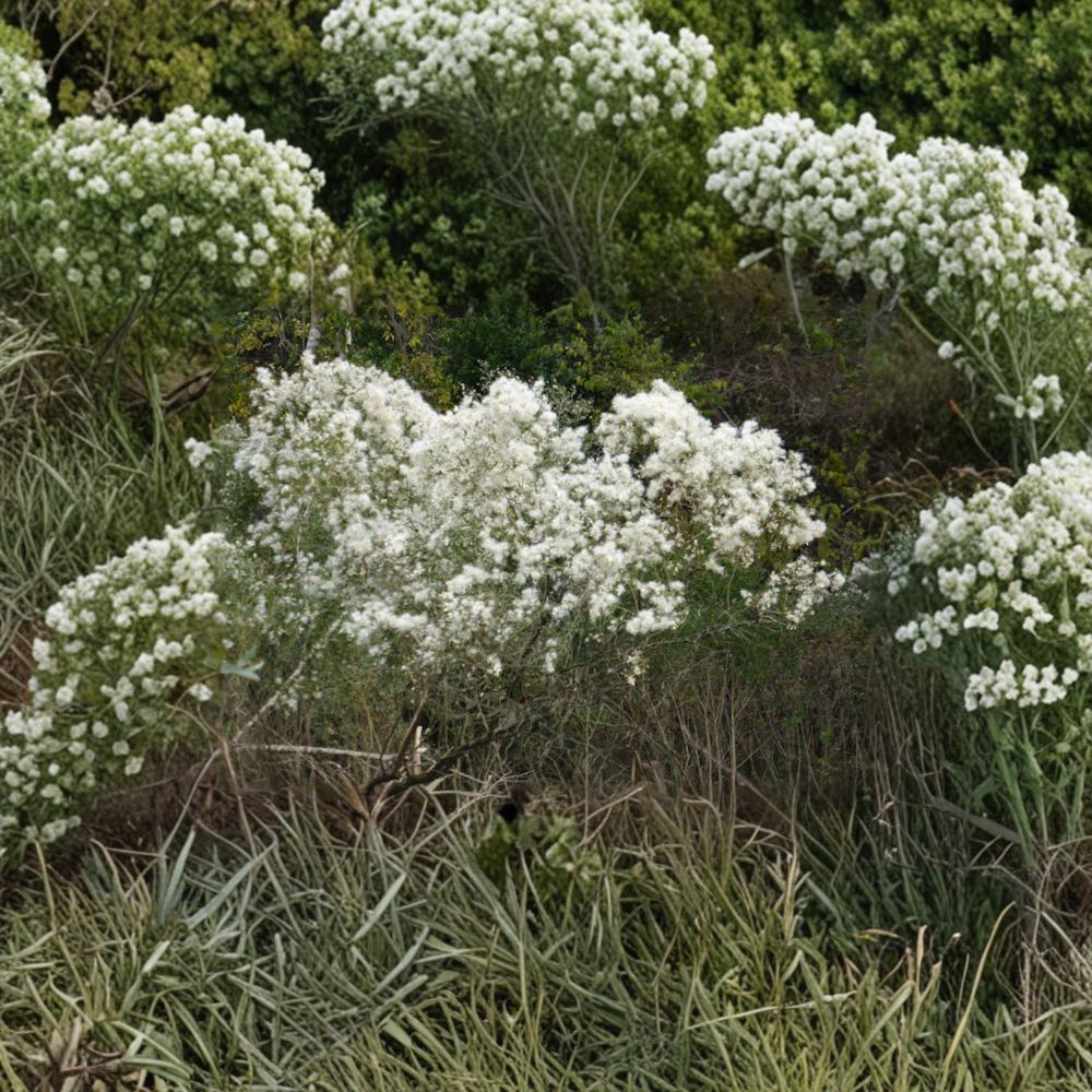 Baccharis halimifolia – Groundseltree Live Plant | 2 Gallon Pot Size | Includes Nursery Pot Native Wildlife Shrub | Landscape & Coastal Garden Friendly | Easy to Grow
