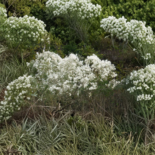 Baccharis halimifolia – Groundseltree Live Plant | 2 Gallon Pot Size | Includes Nursery Pot Native Wildlife Shrub | Landscape & Coastal Garden Friendly | Easy to Grow