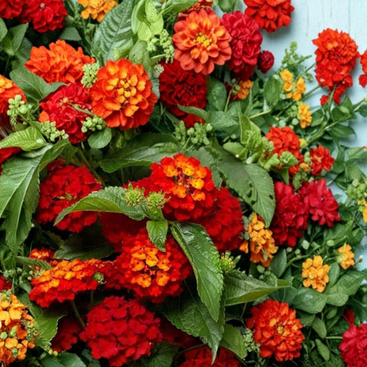 Red Lantana Live Plants | Set of 2 | 4–6 Inches Tall | Bare Root | Butterfly Flower | Garden & Container Friendly
