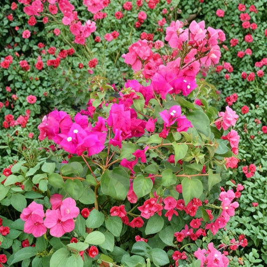 Juanita Hatten Bougainvillea Live Plants – Bougainvillea ‘Juanita Hatten’ | Set of 2 | 4–6 Inch Starter Plants | Colorful Tropical Flowering Vine | No Pot | USDA Zones 9–11