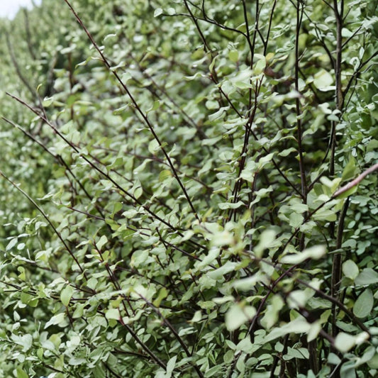 Pittosporum tenuifolium 'Silver Sheen' Live Plant | Evergreen Shrub | Silver Sheen Kohuhu | Privacy Hedge | Landscape Favorite